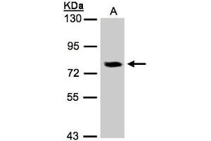 Image no. 2 for anti-Interleukin 17 Receptor D (IL17RD) (AA 286-501) antibody (ABIN467484) (IL17RD 抗体  (AA 286-501))