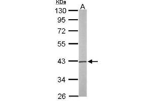 WB Image Sample (50 ug of whole cell lysate) A: Mouse brain 10% SDS PAGE antibody diluted at 1:1000 (PSAT1 抗体)