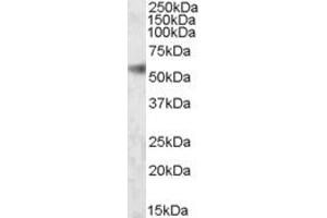 Western Blotting (WB) image for anti-SH2 Domain Containing 4A (SH2D4A) (AA 152-164) antibody (ABIN343142) (SH2D4A 抗体  (AA 152-164))