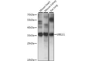 Western blot analysis of extracts of various cell lines, using UBE2J1 antibody (ABIN7271172) at 1:1000 dilution. (UBE2J1 抗体  (AA 1-100))