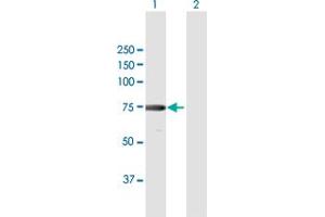 Western Blot analysis of XRCC6 expression in transfected 293T cell line by XRCC6 MaxPab polyclonal antibody. (XRCC6 抗体  (AA 1-609))