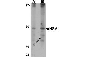 Western Blotting (WB) image for anti-Nsa1p (NSA1) (N-Term) antibody (ABIN1031491) (Nsa1p (NSA1) (N-Term) 抗体)