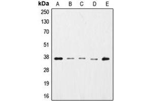 Western blot analysis of GAPDH expression in HepG2 (A), K562 (B), NIH3T3 (C), Raw264.