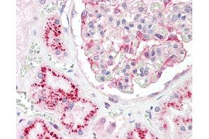 Anti-CASK antibody IHC staining of human kidney. (CASK 抗体  (N-Term))