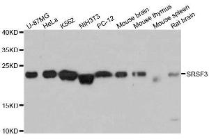 Western blot analysis of extracts of various cell lines, using SRSF3 antibody. (SRSF3 抗体  (AA 1-90))