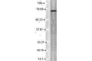 Western Blot analysis of Rat tissue lysate showing detection of KCNQ4 protein using Mouse Anti-KCNQ4 Monoclonal Antibody, Clone S43-6 . (KCNQ4 抗体  (AA 2-77) (Atto 488))