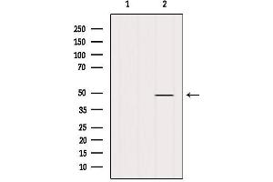 Western blot analysis of extracts from Mouse lung, using MAT1A Antibody. (MAT1A 抗体  (N-Term))