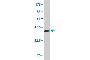 Western Blotting (WB) image for anti-Nuclear Receptor Subfamily 2, Group C, Member 2 (NR2C2) (AA 43-152) antibody (ABIN563251)