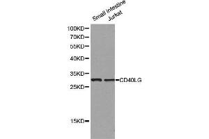 Western blot analysis of small intestine cell and Jurkat cell lysate using CD40LG antibody. (CD40 Ligand 抗体  (AA 47-223))