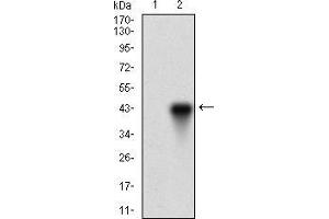 Western blot analysis using ONECUT3 mAb against HEK293 (1) and ONECUT3 (AA: 350-455)-hIgGFc transfected HEK293 (2) cell lysate. (ONECUT3 抗体  (AA 350-455))