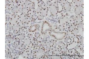 Image no. 1 for anti-Pre-B-Cell Leukemia Homeobox Protein 1 (PBX1) (AA 213-322) antibody (ABIN598855) (PBX1 抗体  (AA 213-322))