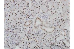 Image no. 1 for anti-Pre-B-Cell Leukemia Homeobox Protein 1 (PBX1) (AA 213-322) antibody (ABIN598855) (PBX1 抗体  (AA 213-322))