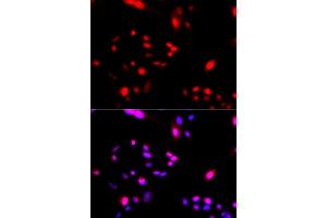 Immunofluorescence (IF) image for anti-Cullin 4A (CUL4A) antibody (ABIN3016906) (Cullin 4A 抗体)