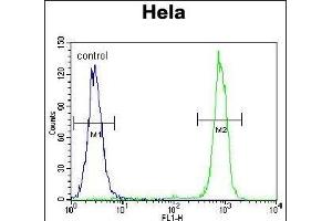 CPB1 Antibody (N-term) (ABIN655962 and ABIN2845347) flow cytometric analysis of Hela cells (right histogram) compared to a negative control cell (left histogram). (CPB1 抗体  (N-Term))