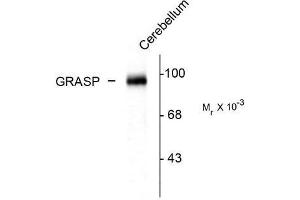 Image no. 1 for anti-GRP1 (General Receptor For phosphoinositides 1)-Associated Scaffold Protein (GRASP) (C-Term) antibody (ABIN372659)