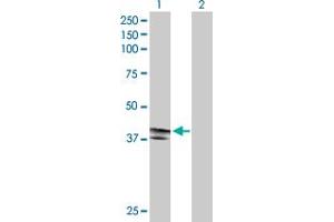 Western Blot analysis of EDA2R expression in transfected 293T cell line by EDA2R MaxPab polyclonal antibody. (Ectodysplasin A2 Receptor 抗体  (AA 1-297))