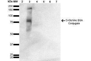 Western Blot analysis of GlcNAc-BSA Conjugate showing detection of 67 kDa GlcNAc-BSA using Mouse Anti-GlcNAc Monoclonal Antibody, Clone 9H6 . (O-GlcNAc 抗体 (HRP))