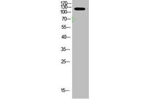 Western Blotting (WB) image for anti-Collagen, Type I, alpha 2 (COL1A2) (AA 468-542) antibody (ABIN7180861)