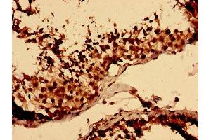 Immunohistochemistry analysis of human testis tissue using ABIN7158630 at dilution of 1:100 (LY6H 抗体  (AA 26-115))
