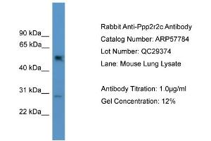 WB Suggested Anti-Ppp2r2c  Antibody Titration: 0. (PPP2R2C 抗体  (N-Term))