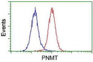 Image no. 2 for anti-Phenylethanolamine N-Methyltransferase (PNMT) antibody (ABIN1500312) (PNMT 抗体)
