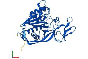Protein Structure (PS) image for Aspartoacylase (ASPA) (AA 1-313) protein (His tag) (ABIN7551978)
