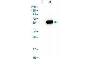 Western Blot analysis of Lane 1: negative control (vector only transfected HEK293T cell lysate) and Lane 2: over-expression lysate (co-expressed with a C-terminal myc-DDK tag in mammalian HEK293T cells) with MINA polyclonal antibody . (MINA 抗体)