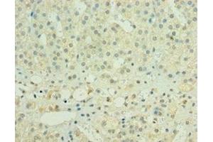 Immunohistochemistry of paraffin-embedded human adrenal gland tissue using ABIN7155978 at dilution of 1:100 (HYLS1 抗体  (AA 70-299))