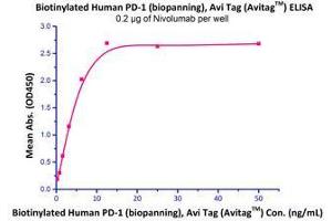Binding Studies (Bind) image for Programmed Cell Death 1 (PDCD1) (AA 25-167) (Active) protein (His tag,AVI tag,Biotin) (ABIN2181593)