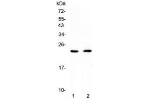 Western blot testing of 1) rat heart and 2) mouse heart lysate with FNDC5 antibody at 0. (FNDC5 抗体  (AA 32-143))