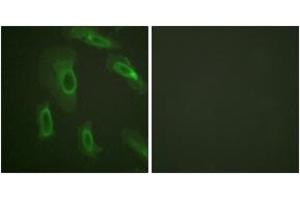 Immunofluorescence (IF) image for anti-Mucin 1 (MUC1) (AA 1204-1253) antibody (ABIN2888796) (MUC1 抗体  (AA 1204-1253))
