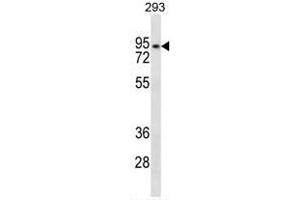 ANKRD6 Antibody (Center) western blot analysis in 293 cell line lysates (35µg/lane). (ANKRD6 抗体  (Middle Region))