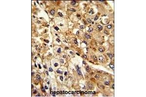 Immunohistochemistry (Paraffin-embedded Sections) (IHC (p)) image for anti-ATPase, Na+/K+ Transporting, beta 2 Polypeptide (ATP1B2) (AA 115-141) antibody (ABIN653219)
