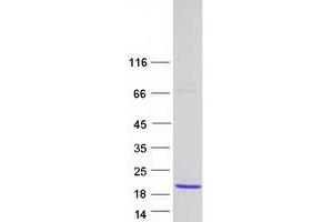 Validation with Western Blot (MZT2A Protein (Myc-DYKDDDDK Tag))