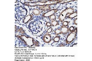 Human kidney (FHL1 抗体  (C-Term))