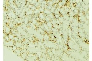 ABIN6277370 at 1/100 staining Mouse kidney tissue by IHC-P. (CXCR3 抗体  (Internal Region))