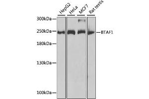 Western blot analysis of extracts of various cell lines, using BTAF1 antibody (ABIN2561475) at 1:1000 dilution. (BTAF1 抗体)