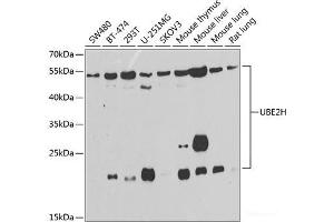 Western blot analysis of extracts of various cell lines using UBE2H Polyclonal Antibody at dilution of 1:1000. (UBE2H 抗体)