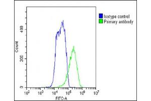 Overlay histogram showing HepG2 cells stained with (ABIN6243302 and ABIN6578807)(green line). (SLC7A8 抗体  (AA 476-506))