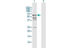 Western Blot analysis of PDZD3 expression in transfected 293T cell line by PDZD3 MaxPab polyclonal antibody. (PDZD3 抗体  (AA 1-491))