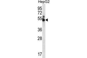 WDR85 Antibody (N-term) western blot analysis in HepG2 cell line lysates (35 µg/lane). (Diphthamide Biosynthesis 7 (DPH7) (AA 32-51), (N-Term) 抗体)