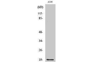 Western Blotting (WB) image for anti-CD3d Molecule, delta (CD3-TCR Complex) (CD3D) (Internal Region) antibody (ABIN3174265) (CD3D 抗体  (Internal Region))