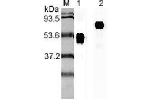 Western blot analysis using anti-IL-23p19 (human), mAb (I 178G)  at 1:2'000 dilution. (IL23A 抗体)