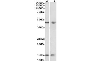 Antibody (0. (PNPLA3 抗体  (Internal Region))
