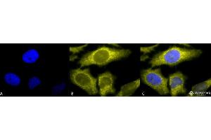 Immunocytochemistry/Immunofluorescence analysis using Rat Anti-TCP1-alpha Monoclonal Antibody, Clone 91a . (TCP1 alpha/CCTA 抗体  (C-Term) (APC))