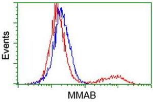HEK293T cells transfected with either RC204290 overexpress plasmid (Red) or empty vector control plasmid (Blue) were immunostained by anti-MMAB antibody (ABIN2454035), and then analyzed by flow cytometry. (MMAB 抗体)