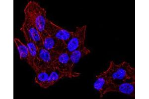 Immunofluorescence (IF) image for anti-DEAD (Asp-Glu-Ala-Asp) Box Polypeptide 39B (DDX39B) (AA 1-250) antibody (ABIN5542645)