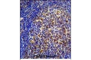 CHRNA10 Antibody (Center) (ABIN656120 and ABIN2845459) immunohistochemistry analysis in formalin fixed and paraffin embedded human tonsil tissue followed by peroxidase conjugation of the secondary antibody and DAB staining. (CHRNA10 抗体  (AA 179-206))
