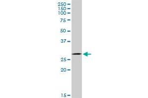 GCLM MaxPab polyclonal antibody. (GCLM 抗体  (AA 1-274))