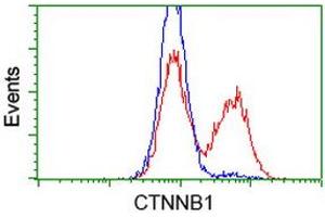 HEK293T cells transfected with either RC208947 overexpress plasmid (Red) or empty vector control plasmid (Blue) were immunostained by anti-CTNNB1 antibody (ABIN2454138), and then analyzed by flow cytometry. (CTNNB1 抗体)